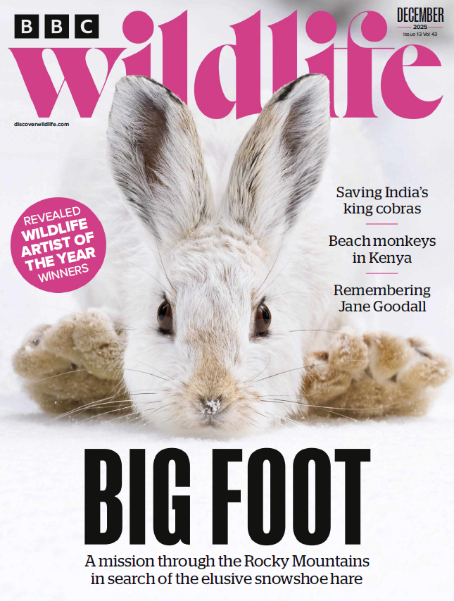 BBC Wildlife