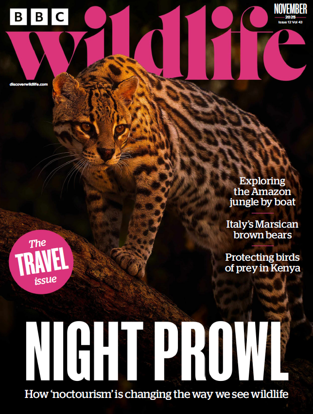 BBC Wildlife 11.2025
