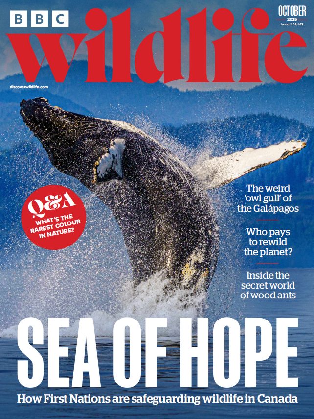 BBC Wildlife 10.2025