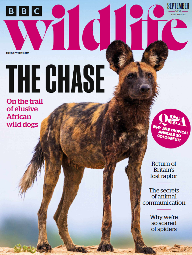 BBC Wildlife 09.2025